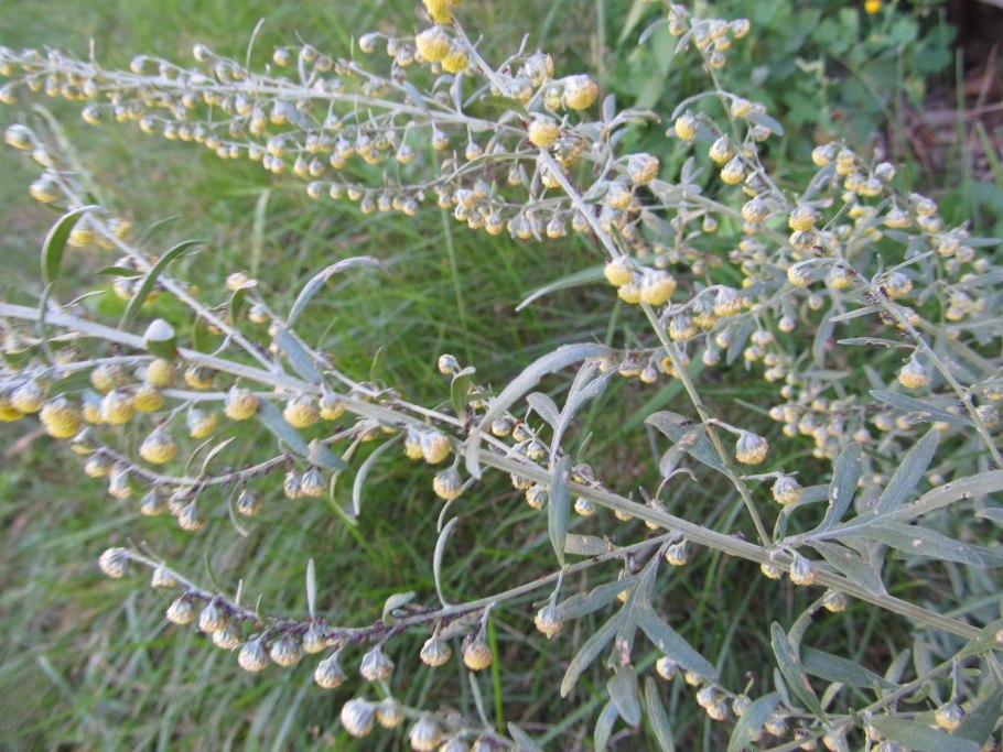 Полынь сантонская