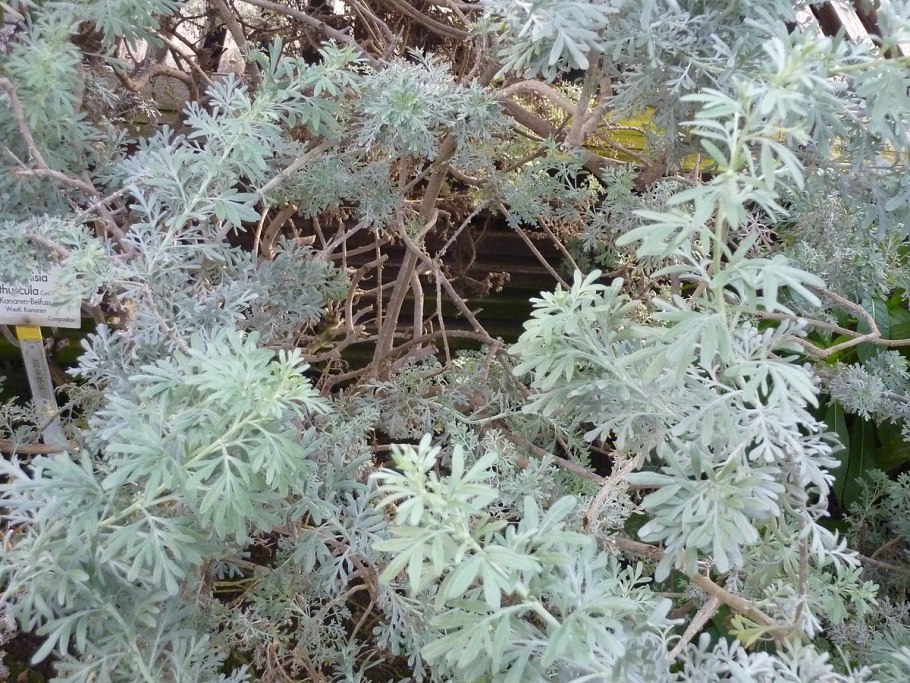 Полынь австралийская (Artemisia austriaca)