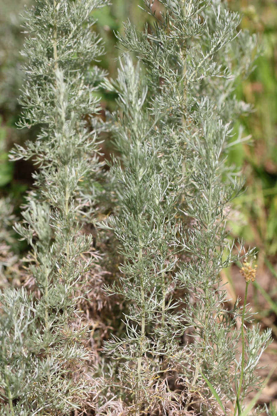 Полынь Австрийская (Полынок)