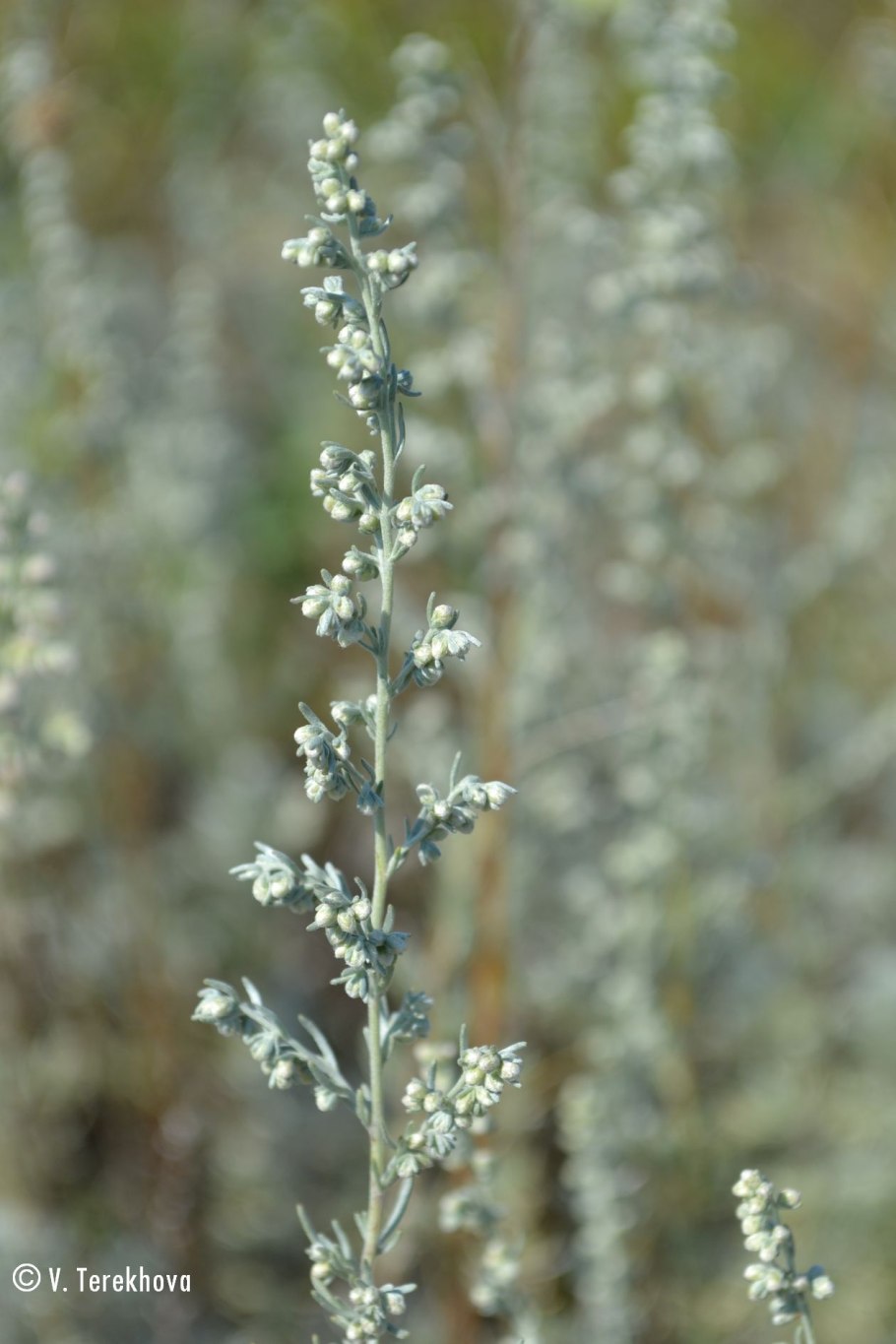 Полынь древовидная Артемизия