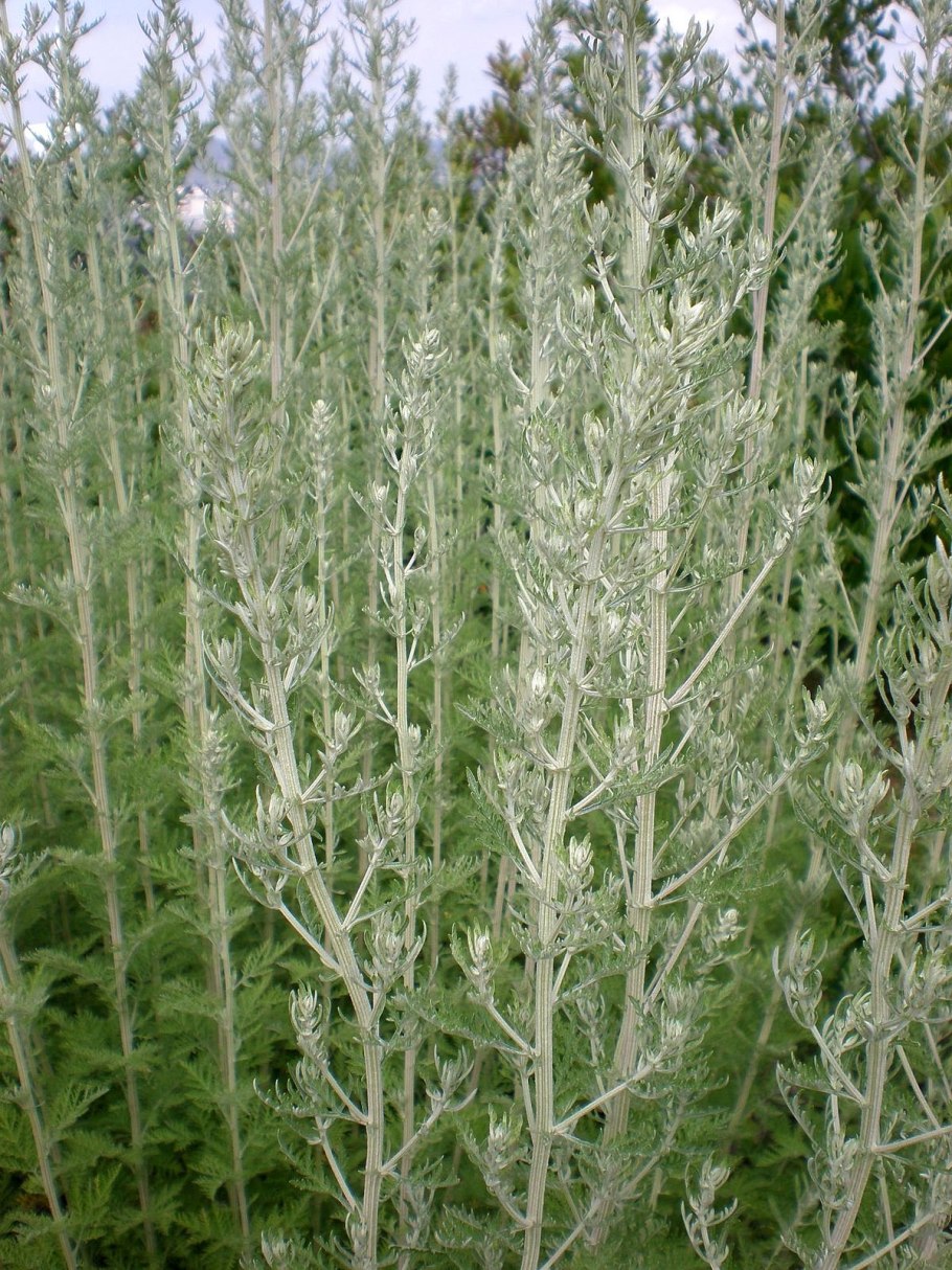 Полынь обыкновенная Artemisia vulgaris l.