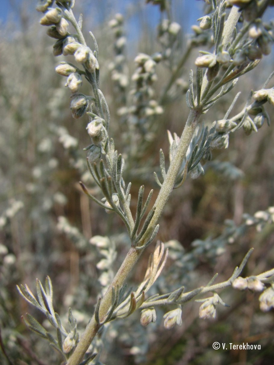 Полынь австралийская (Artemisia austriaca)