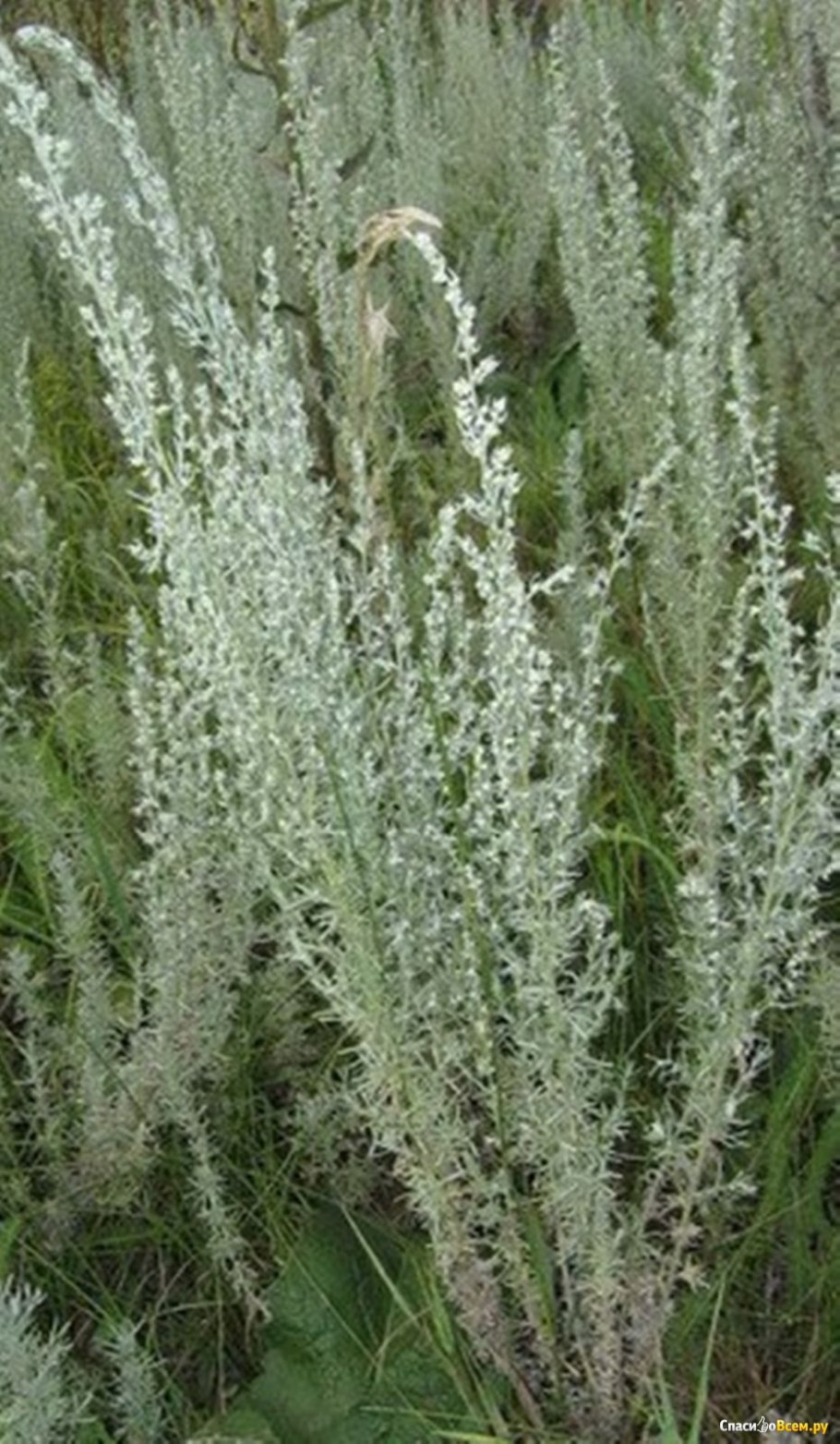 Полынь ползучая