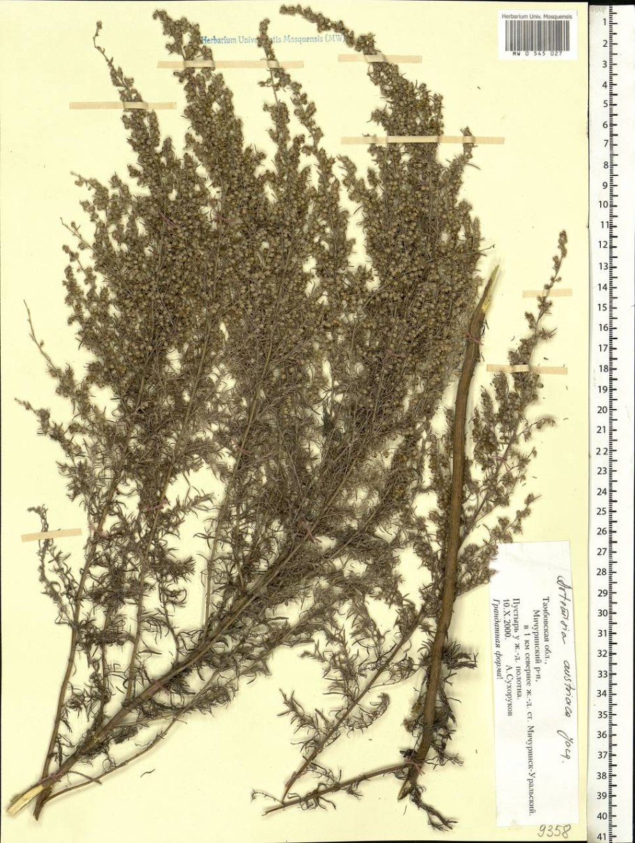 Полынь Гмелина