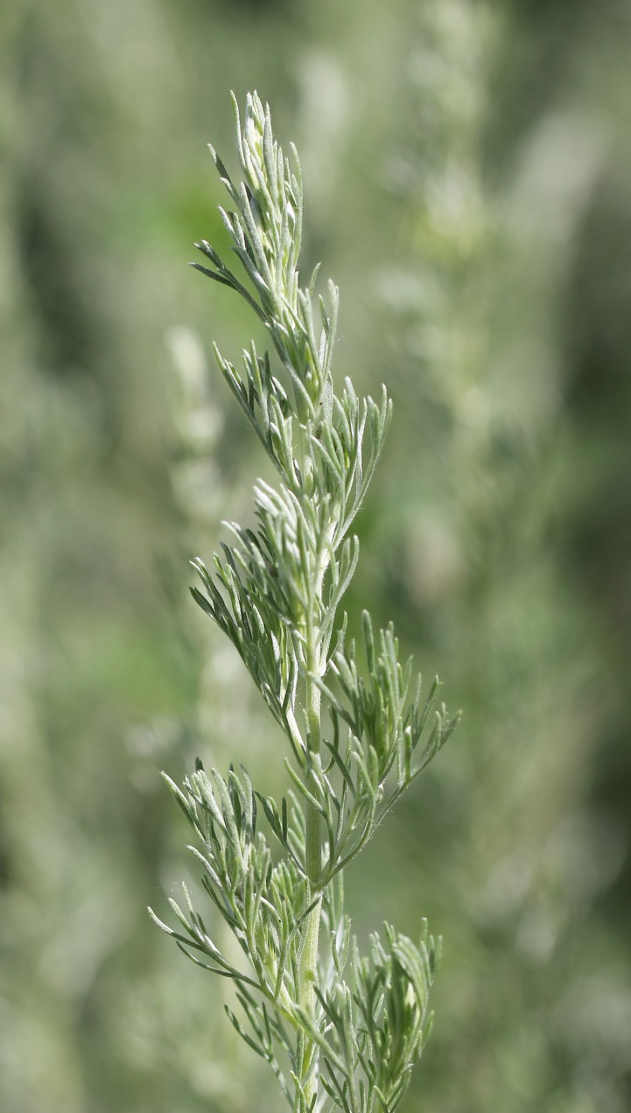 Полынь австралийская (Artemisia austriaca)