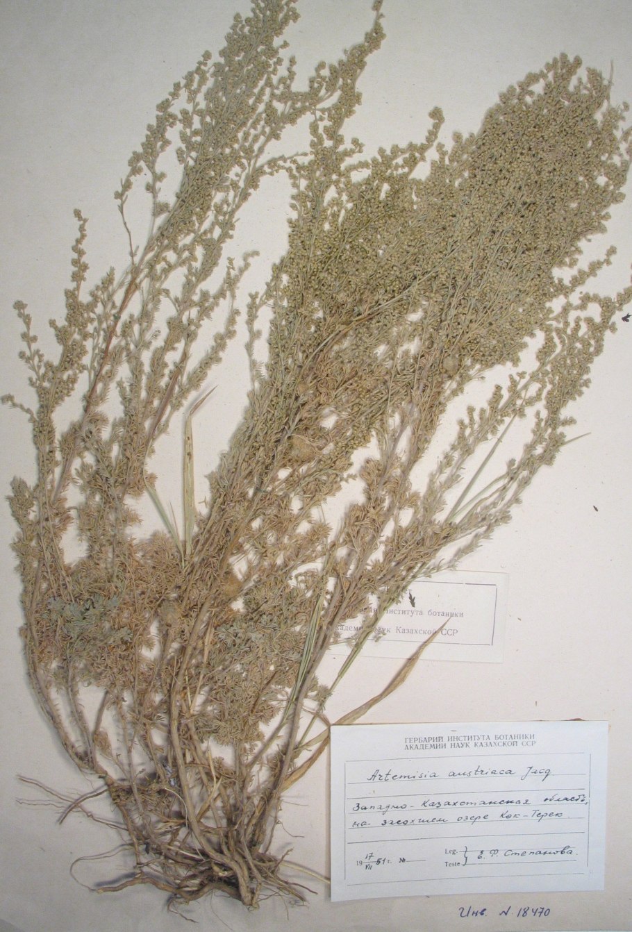Полынь горькая (Artemisia absinthium)