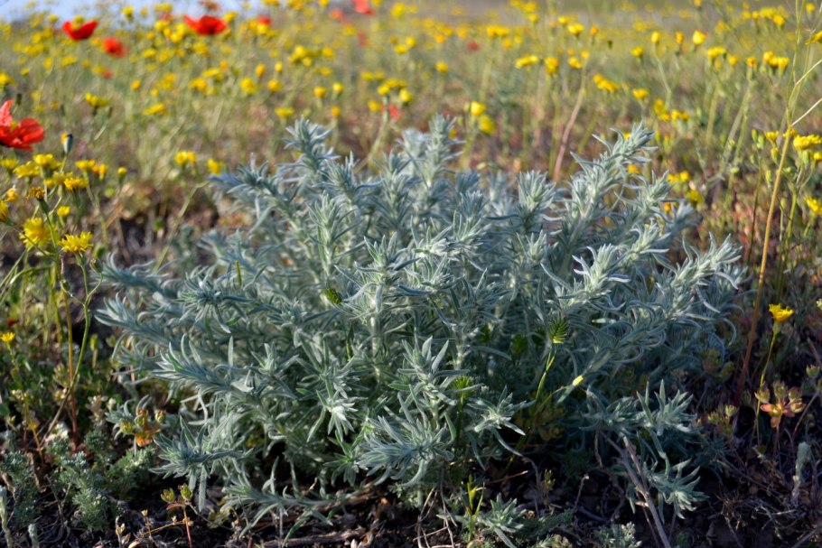 Полынь австралийская (Artemisia austriaca)