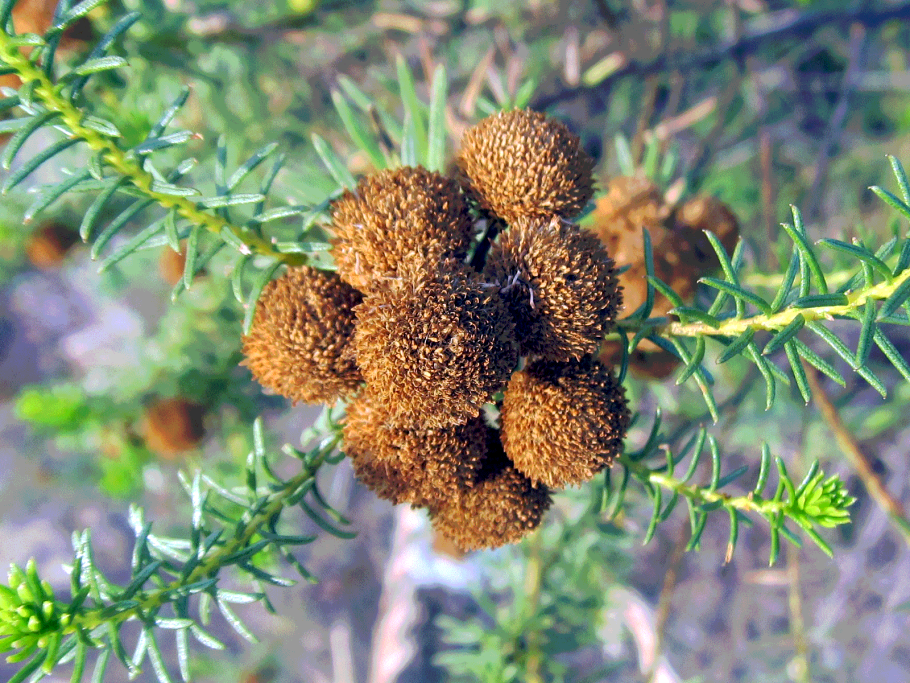 Смолосемянник Тобира