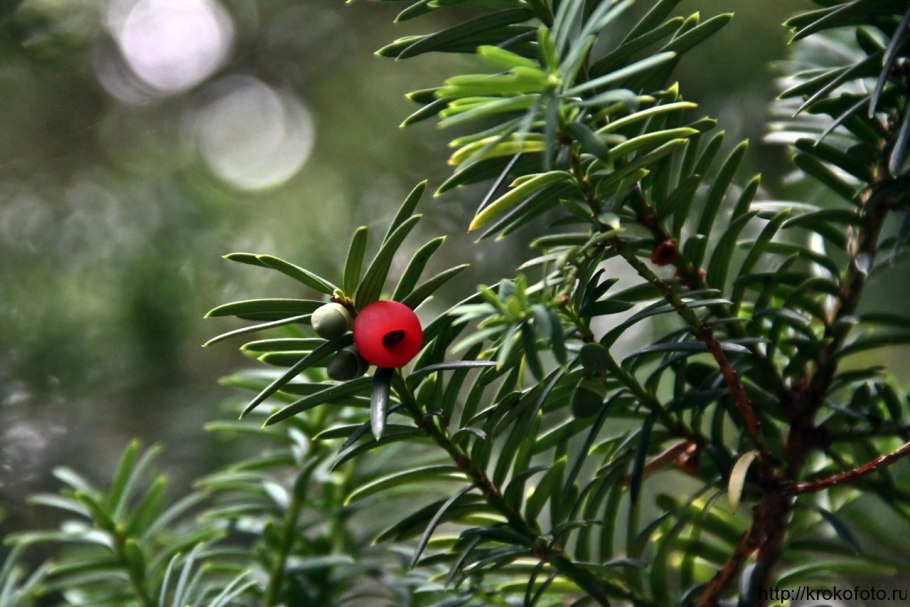 Растения соска