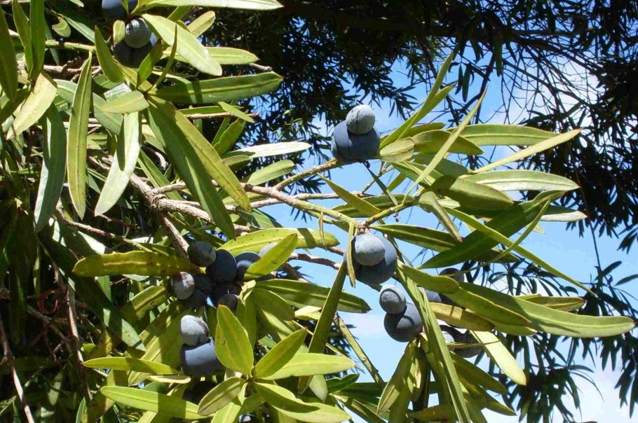 Цветок фейхоа дерево