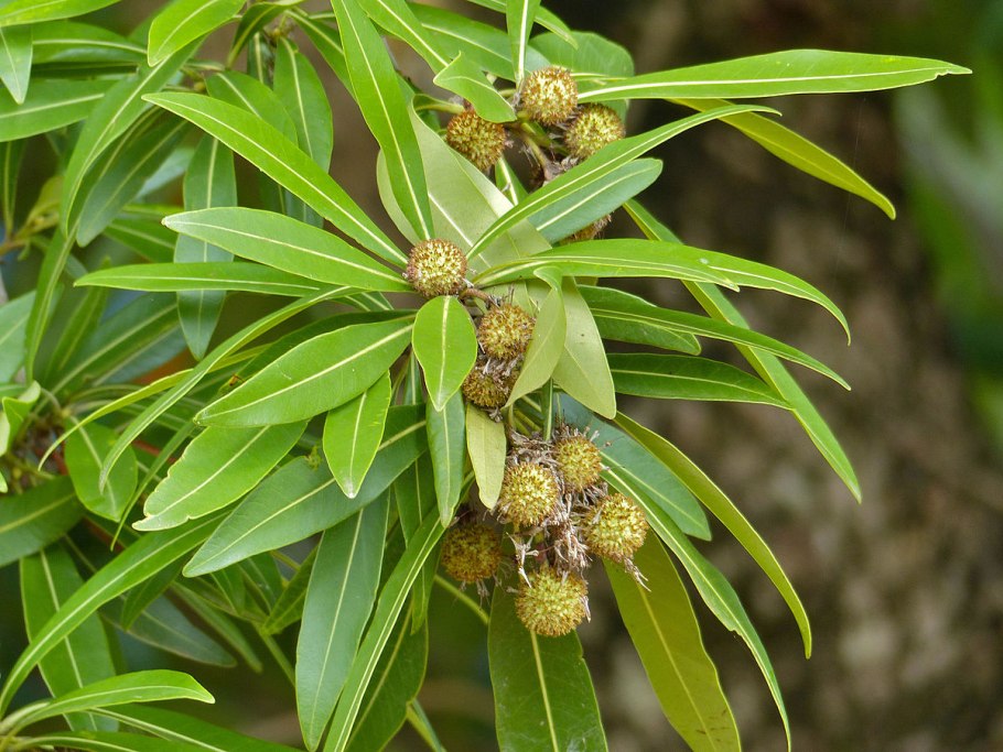 Eucryphia cordifolia