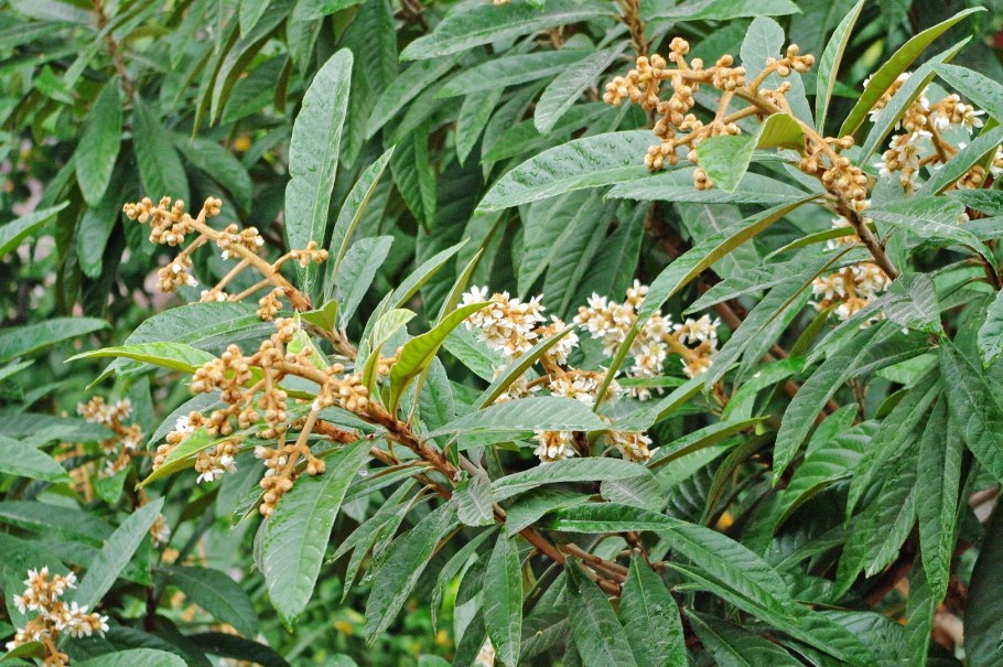 Гревиллея шерстистая Grevillea lanigera