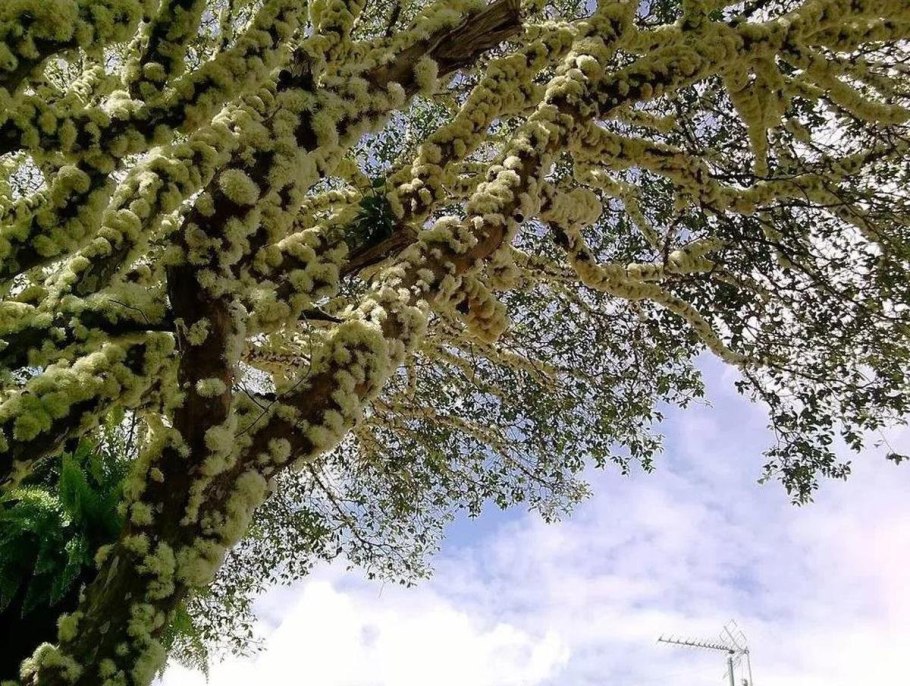 Дерево Жаботикаба