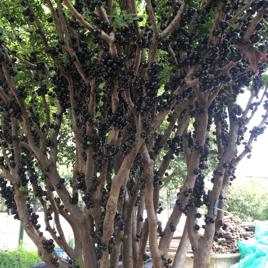 Виноград Жаботикаба