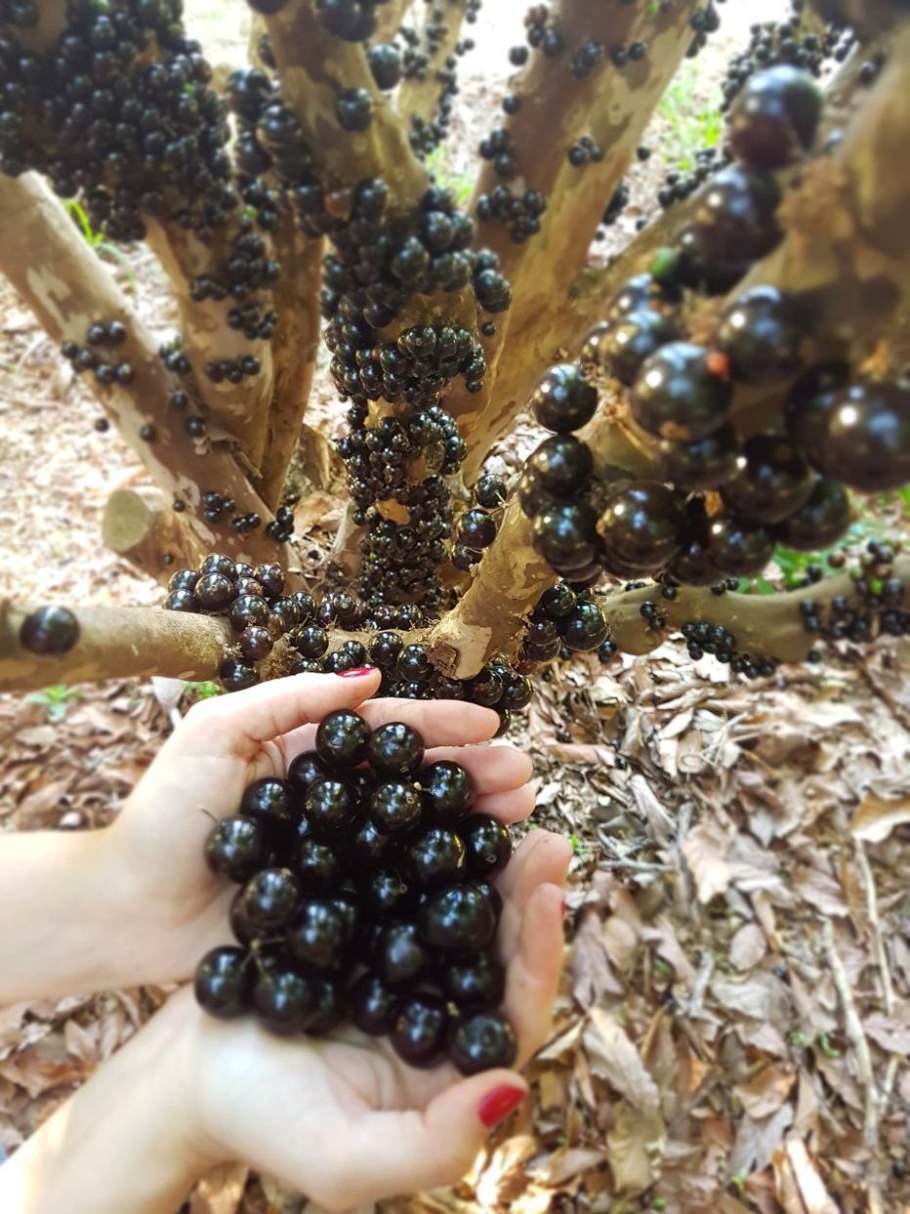 Лес Жаботикаба