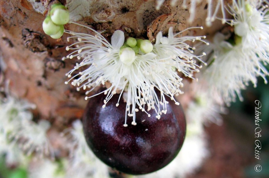 Бразильское дерево джаботикаба