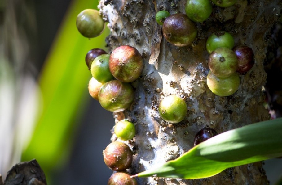 Джаботикаба бразильское виноградное