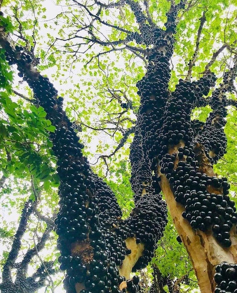 Дерево джаботикаба