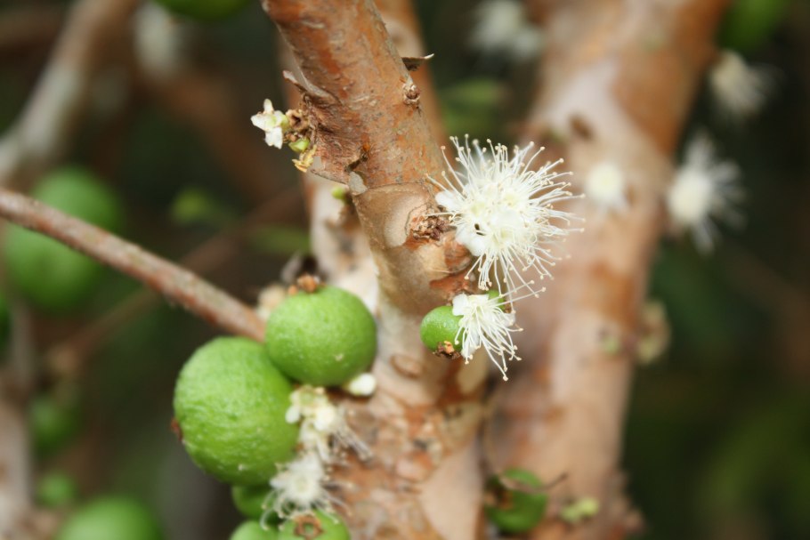 Жаботикаба красная