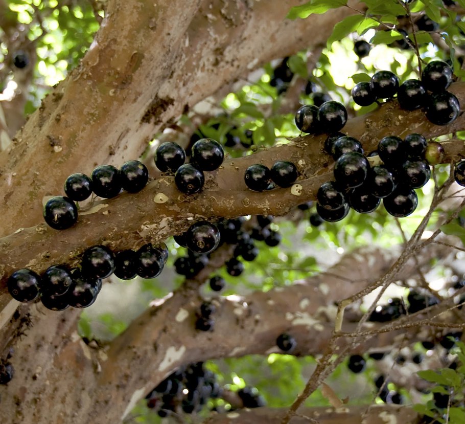 Дерево Жаботикаба