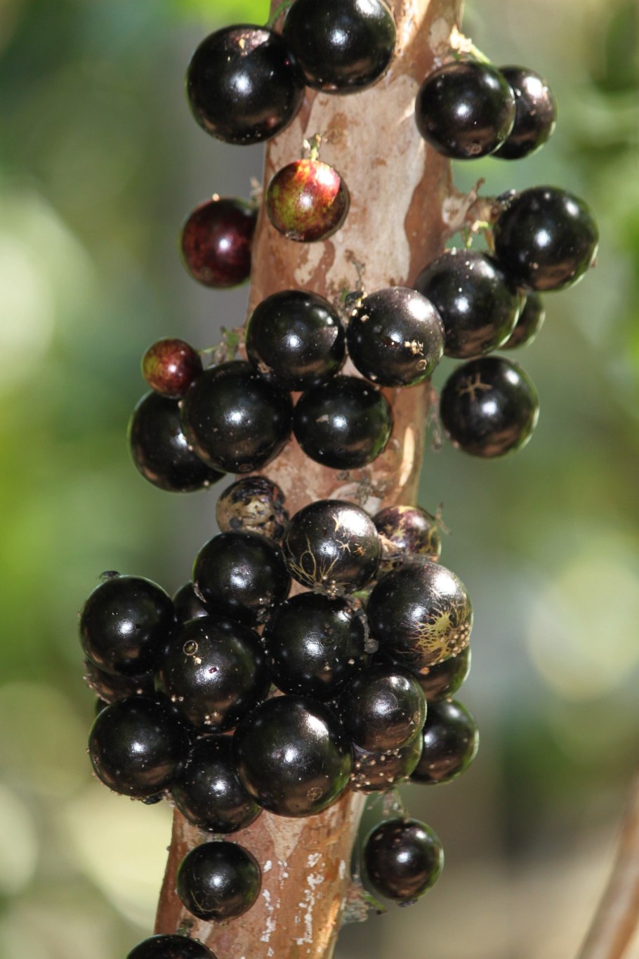 Бразильское дерево джаботикаба