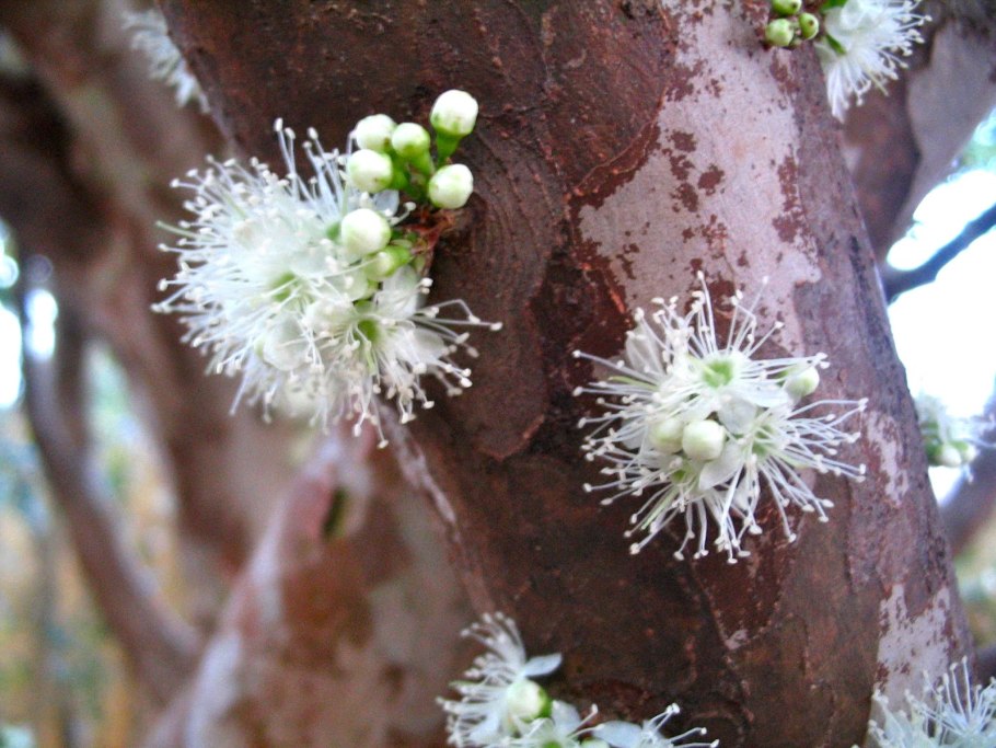 Джаботикаба бразильское виноградное дерево