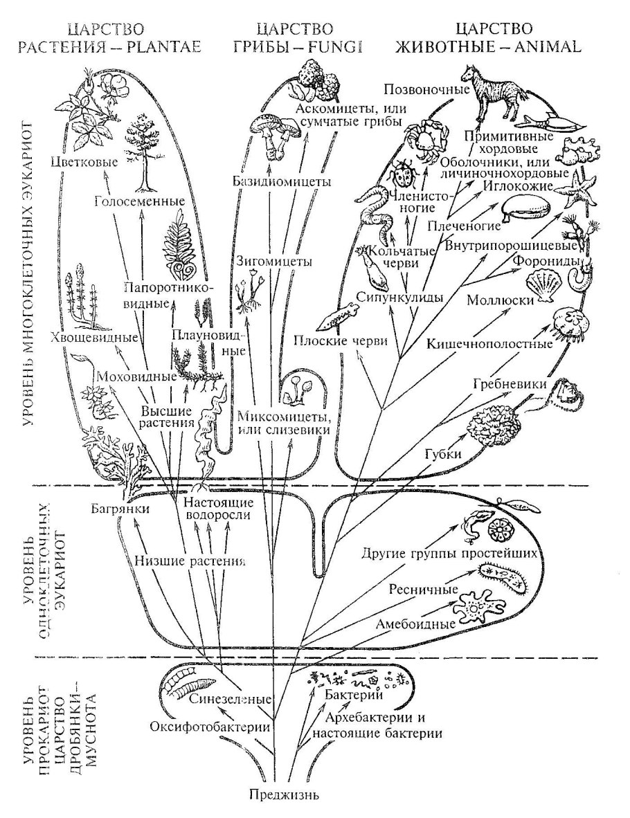 Классификация растений