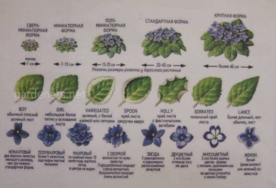 Фиалка узамбарская классификация