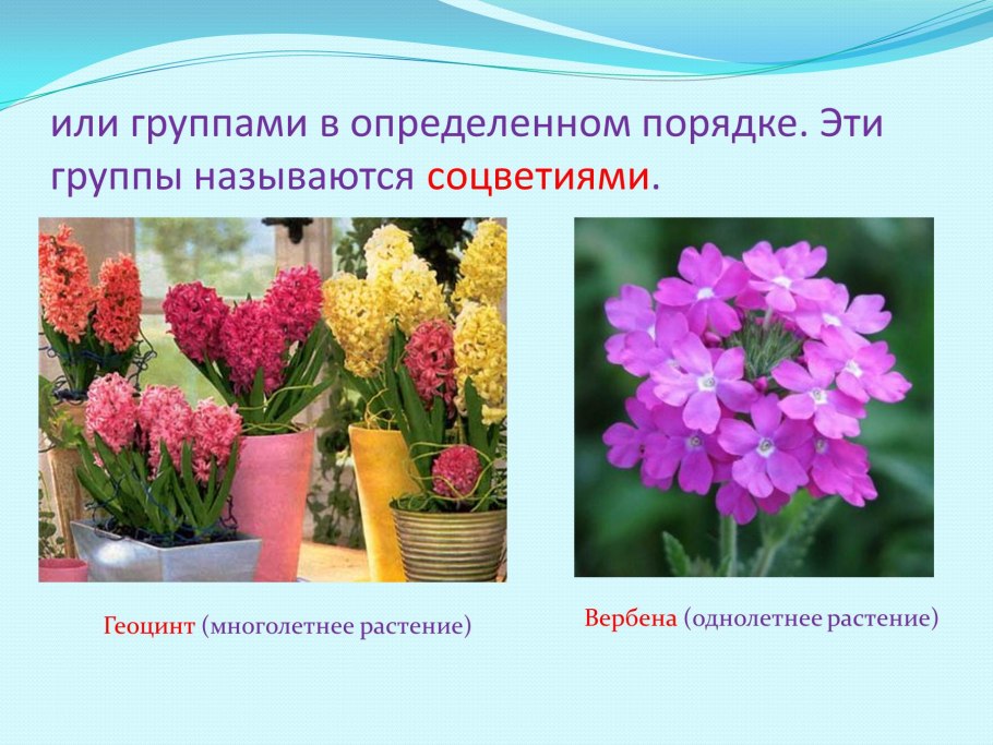 Классификация растений для детей