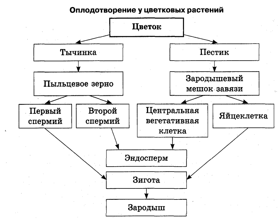Таблица по окружающему миру 3 класс разнообразие растений