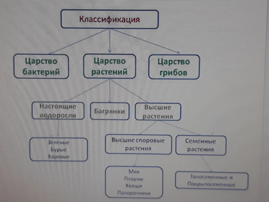 Классификация растений схема
