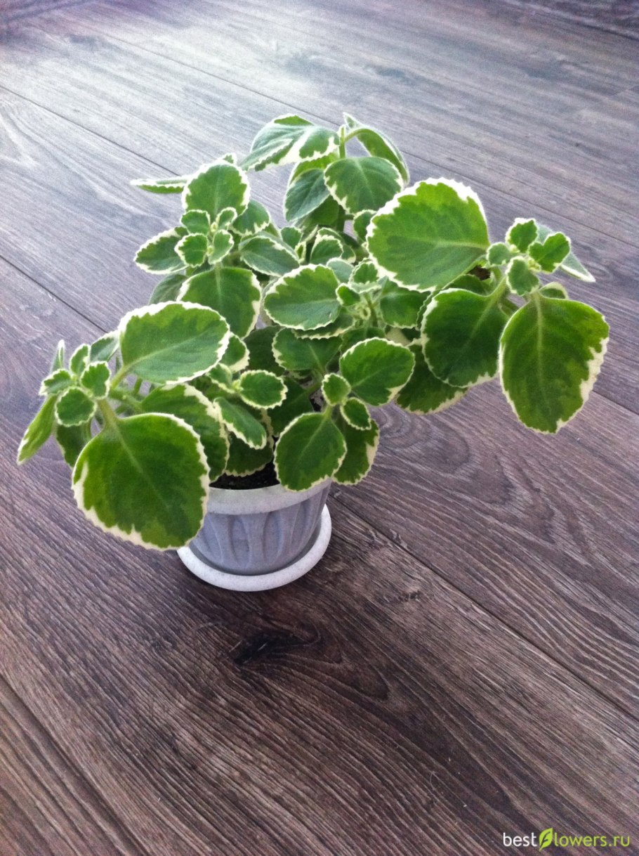 Плектрантус амбоиникус