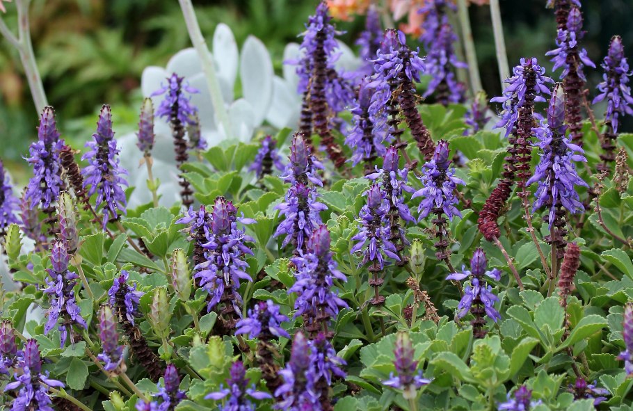 Шпороцветник ароматный