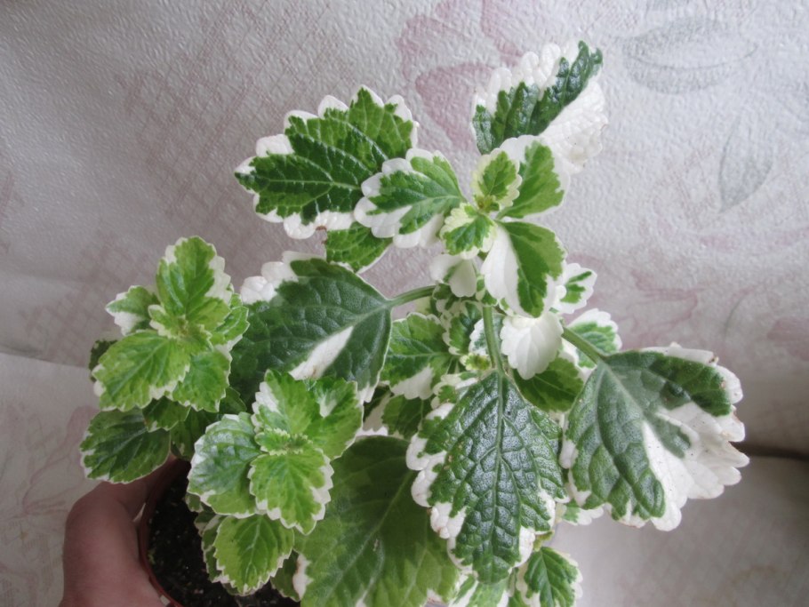 Плектрантус Эртендаля