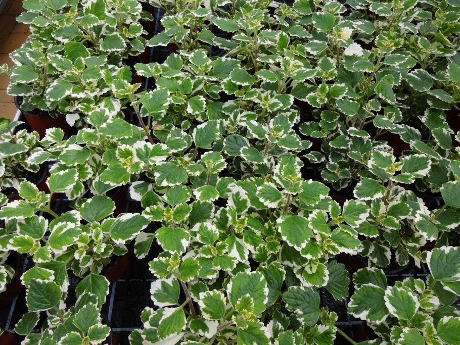 Плектрантус амбоинский