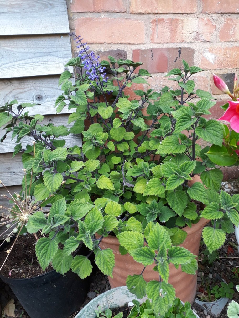 Плектрантус verticillatus