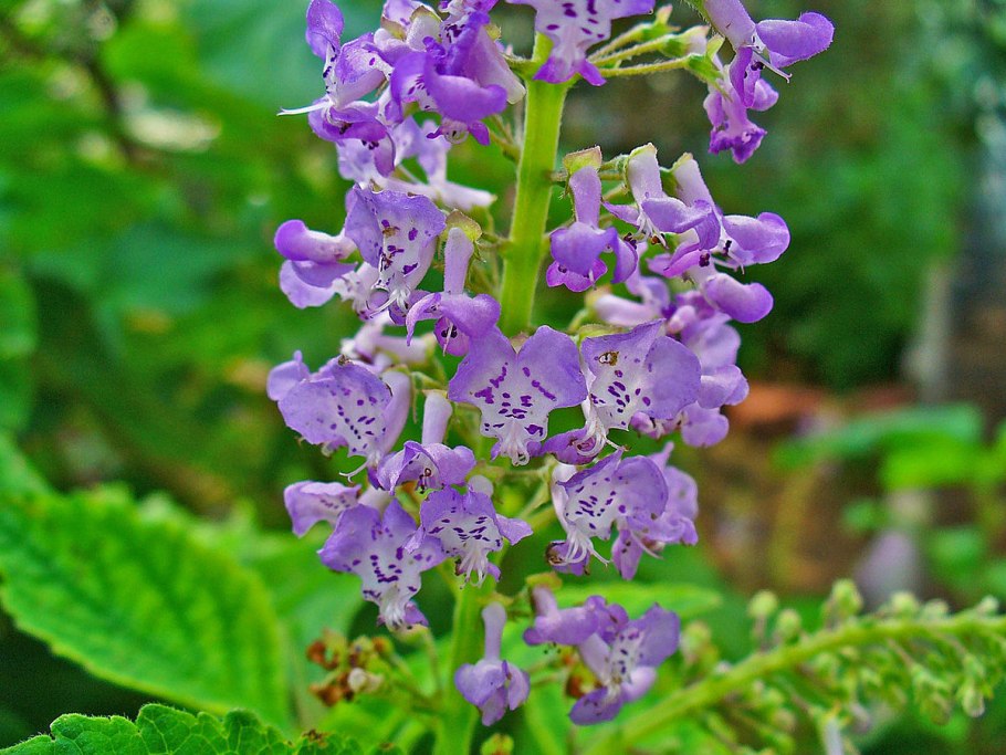 Plectranthus neochilus