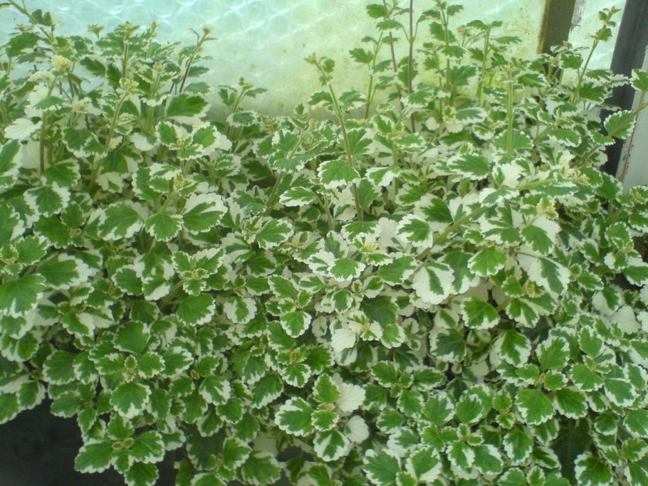 Плектрантус колеодес