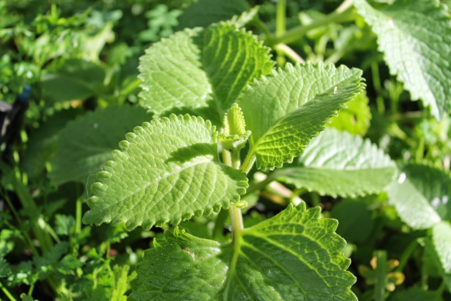 Мята плектрантус войлочная