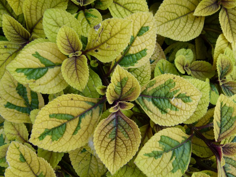 Плектрантус шпороцветник