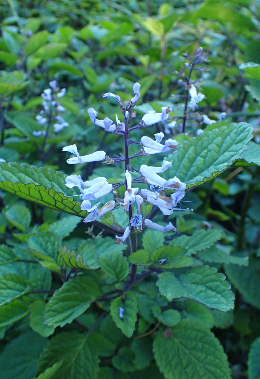 Плектрантус verticillatus