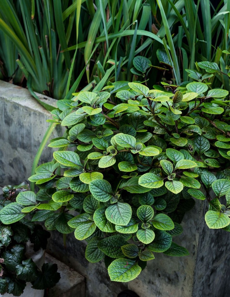 Плектрантус Эртендаля