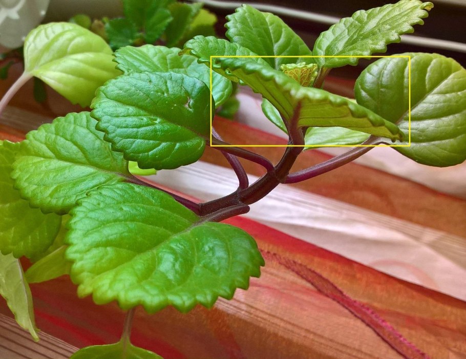 Плектрантус мутовчатый