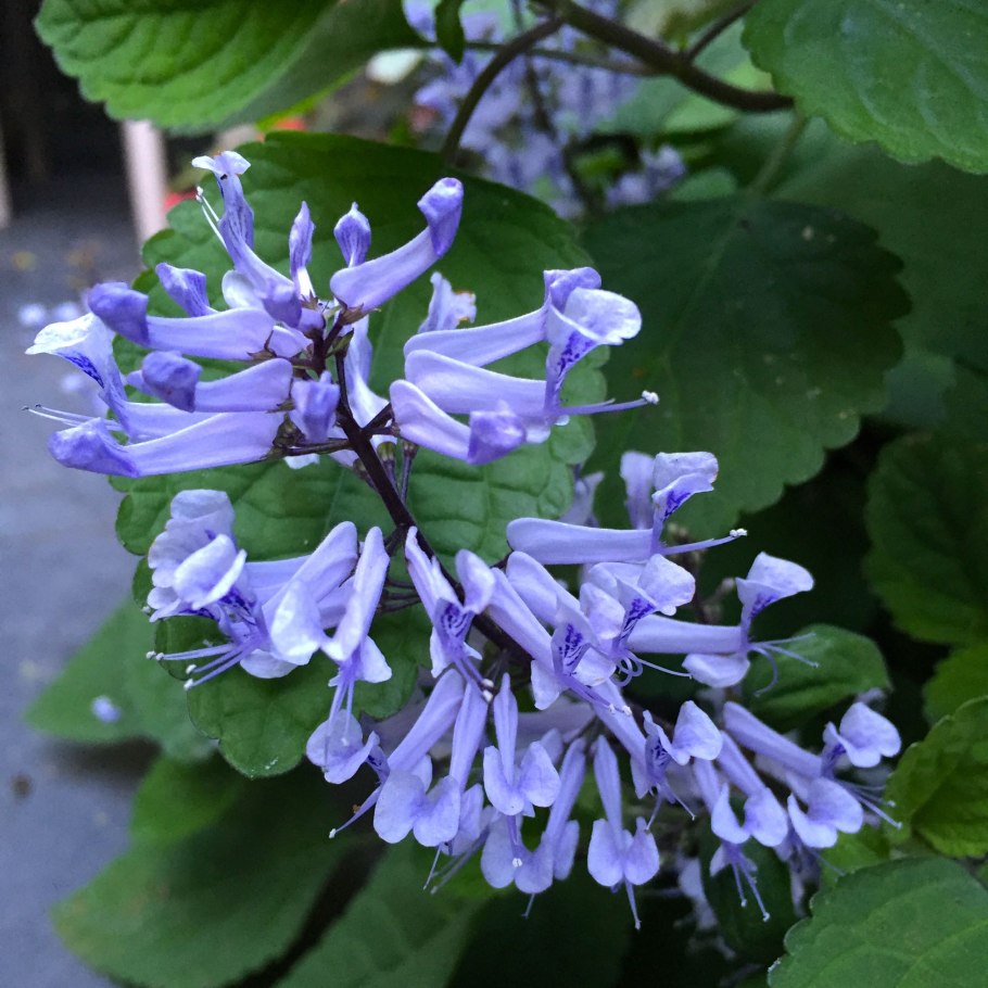 Плектрантус oertendahlii