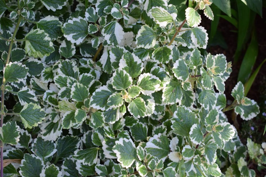 Плектрантус Южный