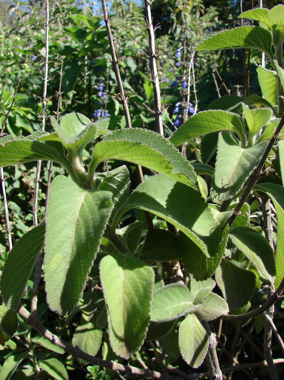 Плектрантус колеусовидный