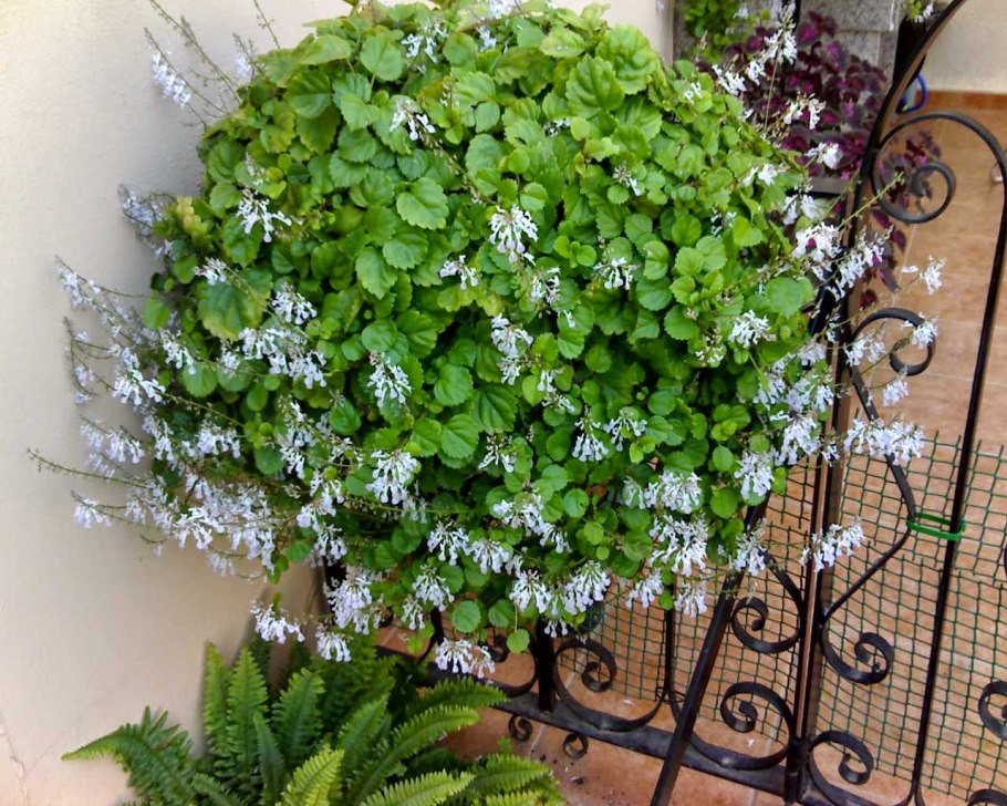 Плектрантус вариегатный