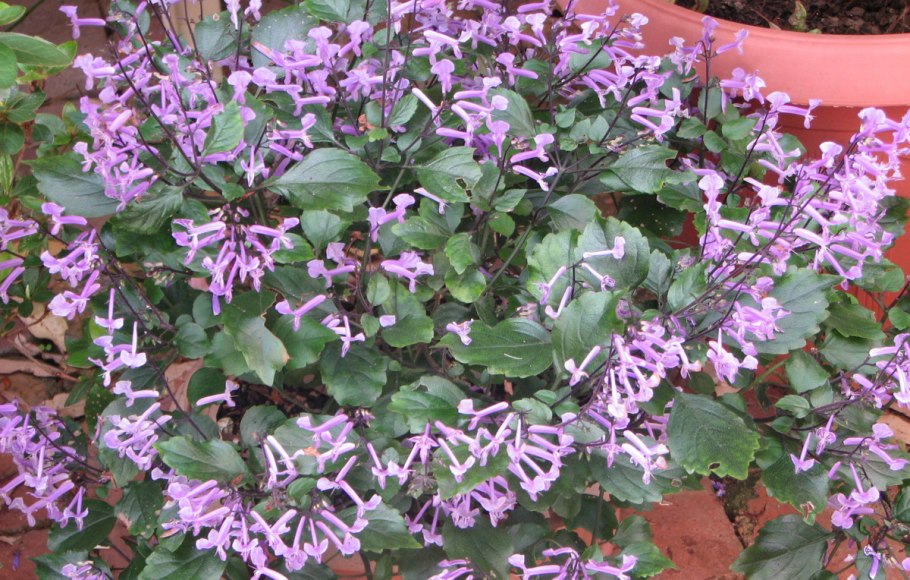 Плектрантус verticillatus