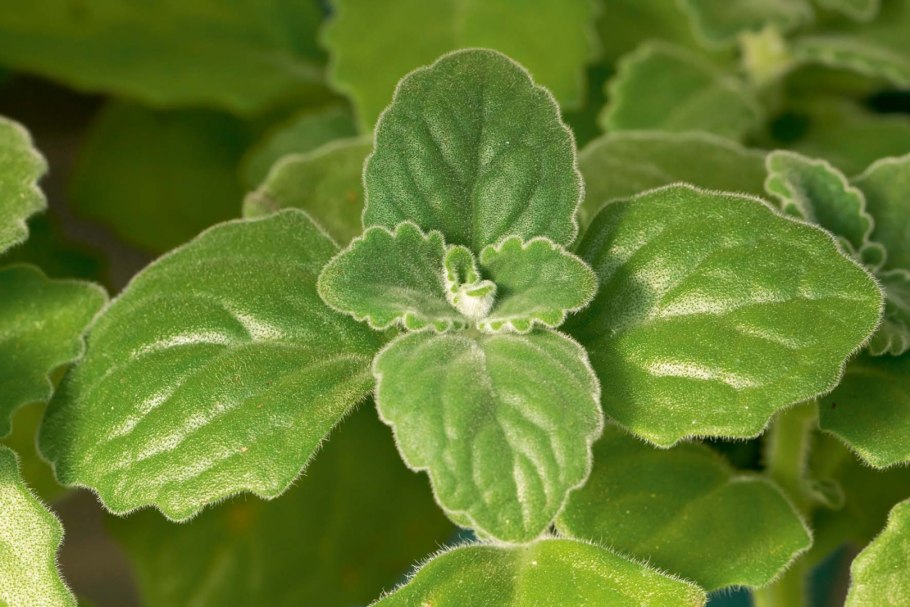 Плектрантус Южный