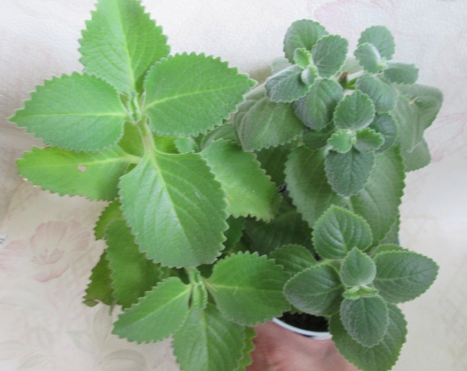 Плектрантус шлемниковидный